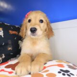 Therese Golden Retriever 03