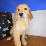Therese Golden Retriever 04