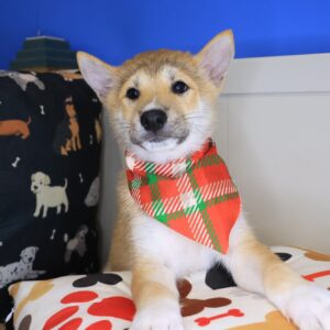 Thistle Shiba Inu 01 Thistle Shiba Inu 01
