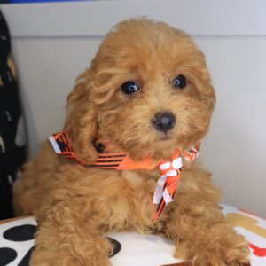 Toto Poodle 01 Toto Poodle 01