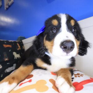 Velcro Bernese Mountain 01 Velcro Bernese Mountain 01