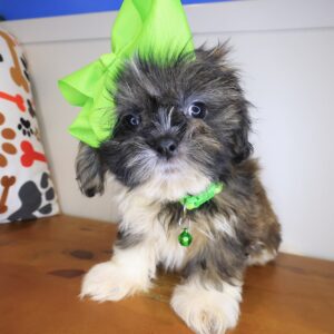 Viola Shih Tzu 01 Viola Shih Tzu 01