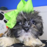 Viola Shih Tzu 02