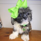 Viola Shih Tzu 03