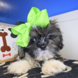 Viola Shih Tzu 04