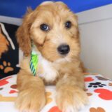 Xavier Goldendoodle 01