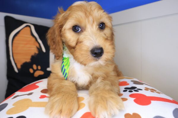 Xavier Goldendoodle 01