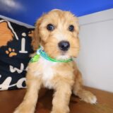 Xavier Goldendoodle 02