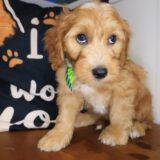 Xavier Goldendoodle 03