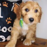 Xavier Goldendoodle 04