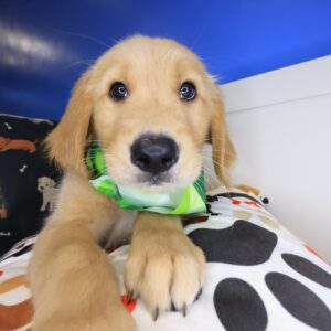 Yankees Golden Retriever 01