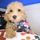 Zelda Poodle 01