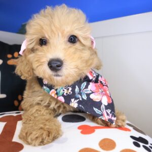 Zelda Poodle 01 Zelda Poodle 01
