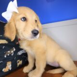 Zephyra Golden Retriever 04