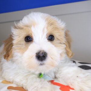 Abi Maltipoo 01
