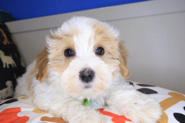Abi Maltipoo 01