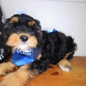 Ace Cavapoo 01