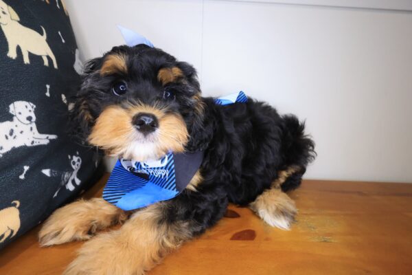 Ace Cavapoo 01