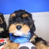 Ace Cavapoo 02