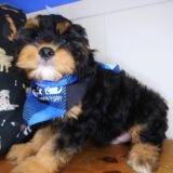 Ace Cavapoo 03