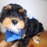 Ace Cavapoo 04