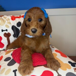 Airin Goldendoodle 01 Airin Goldendoodle 01