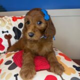 Airin Goldendoodle 02