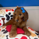 Airin Goldendoodle 03