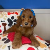 Airin Goldendoodle 04