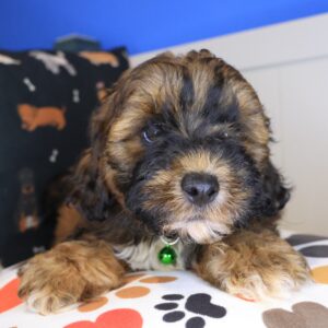 Akeya Shihpoo 01