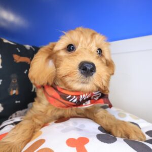 Alfie Goldendoodle 01 Alfie Goldendoodle 01