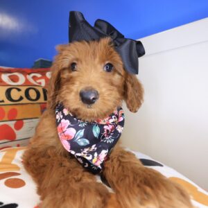 Aqua Standard Goldendoodle 01 Aqua Standard Goldendoodle 01