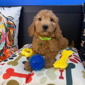 Archer Goldendoodle 01 Archer Goldendoodle 01