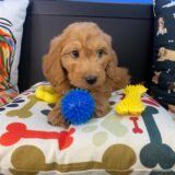 Archer Goldendoodle 02