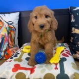 Archer Goldendoodle 03