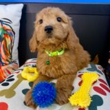 Archer Goldendoodle 04
