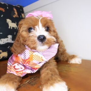 Banshee Cavapoo 01 Banshee Cavapoo 01