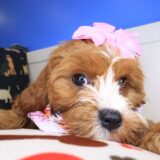 Banshee Cavapoo 04