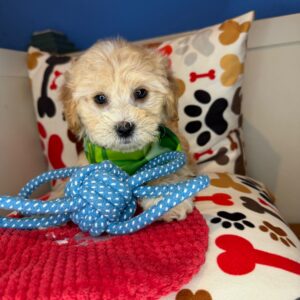 Bashful Shihpoo 01