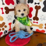 Bashful Shihpoo 02