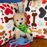 Bashful Shihpoo 03