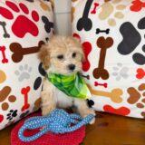 Bashful Shihpoo 04