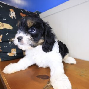Bernie Cavapoo 01 Bernie Cavapoo 01