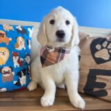 Bram Golden Retriever 02