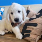 Bram Golden Retriever 03