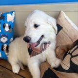 Bram Golden Retriever 04
