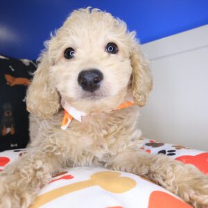 Bram Goldendoodle 01 Bram Goldendoodle 01