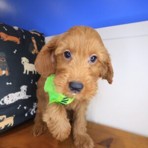 Chewie Goldendoodle 01 Chewie Goldendoodle 01