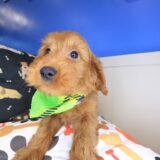 Chewie Goldendoodle 04