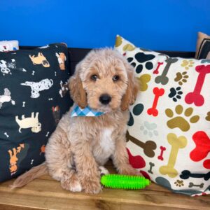 Cocoa Goldendoodle 01 Cocoa Goldendoodle 01